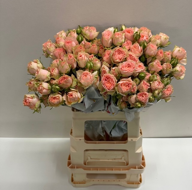 Rosa tros holly SB.jpg